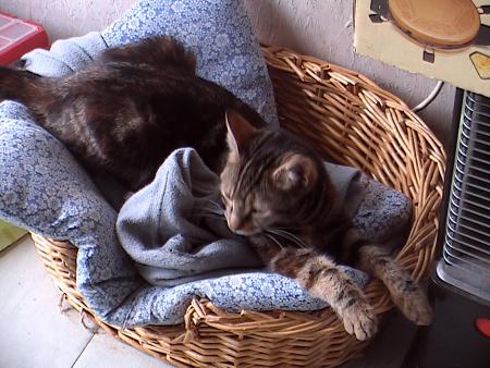 CHAT