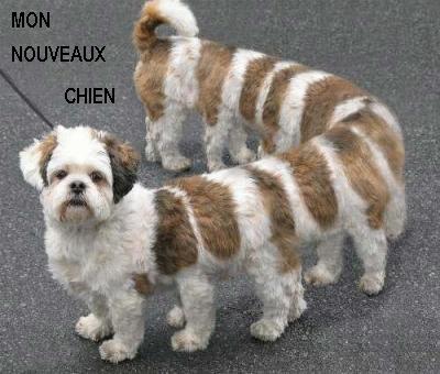 CHIEN