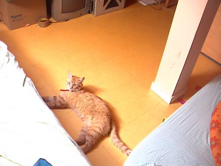 MIAOU